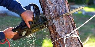 How Our Tree Care Process Works  in  Queen City, TX