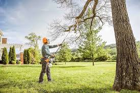 Tree and Shrub Care in Queen City, TX