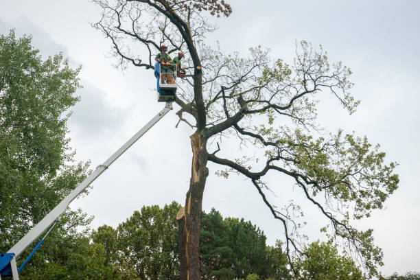  Queen City, TX Tree Removal Pros